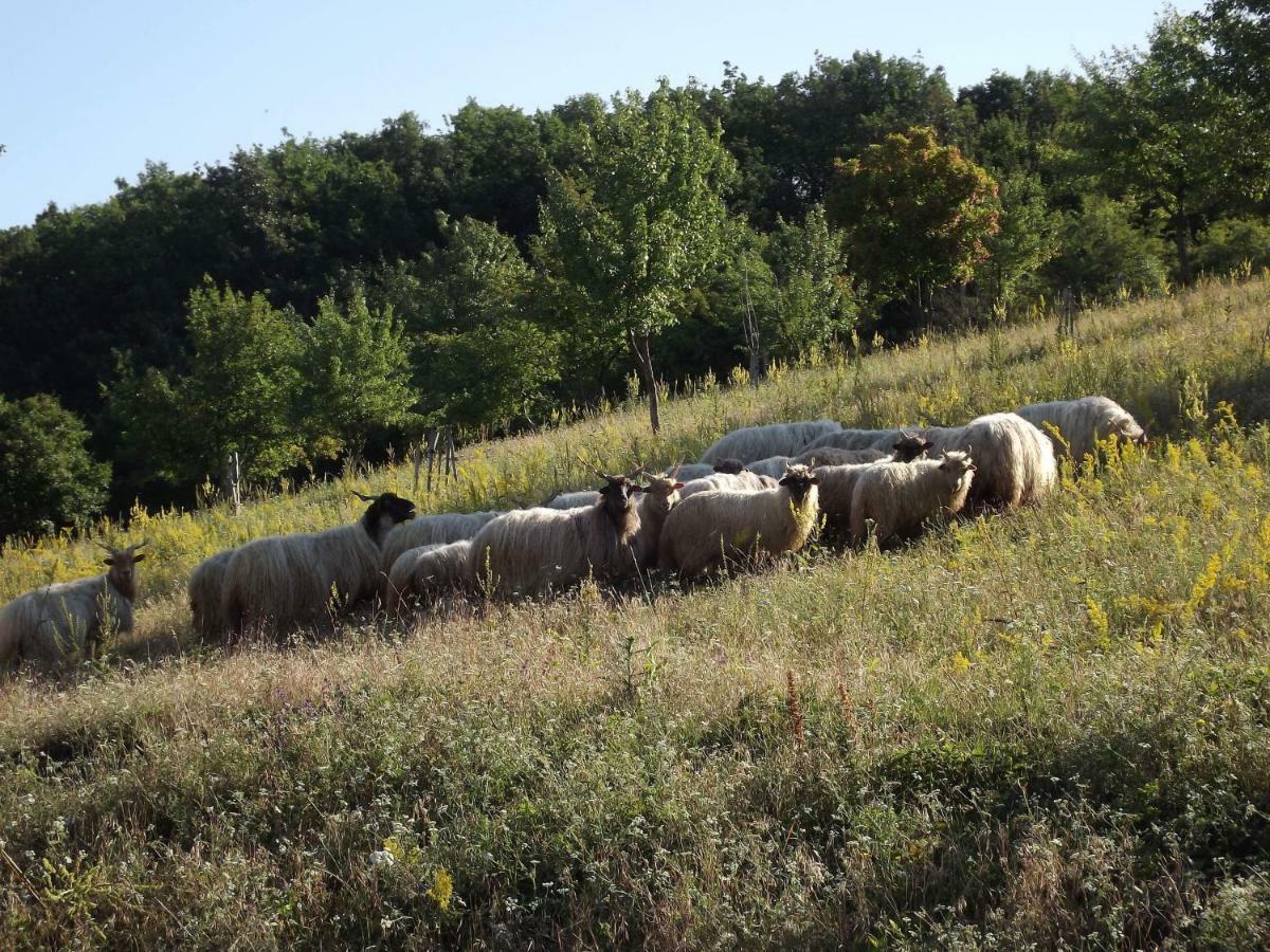 Dósa tanya, Vendégház Cserepfalu Esterno foto